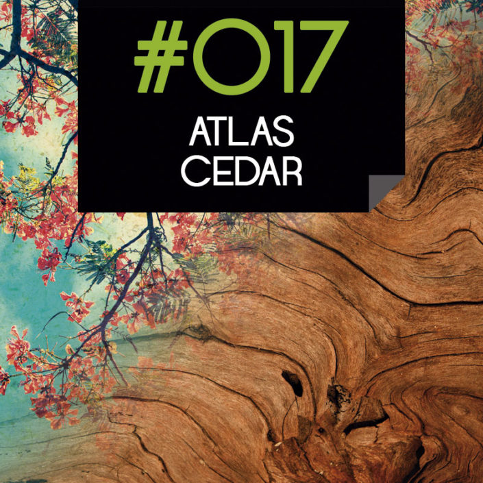 017 Atlas Cedar