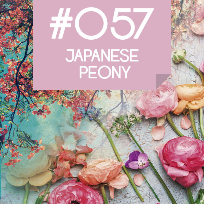 057 Japanese Peony