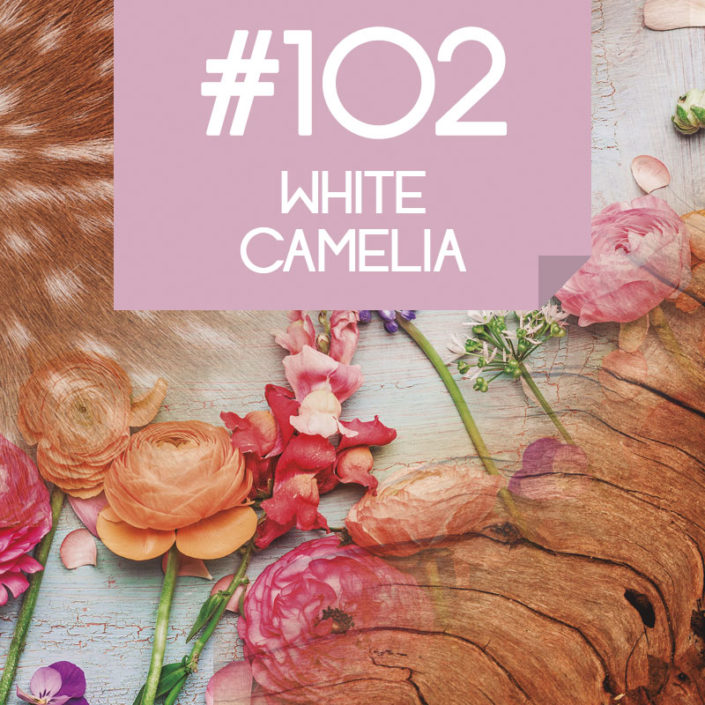 102 White Camelia