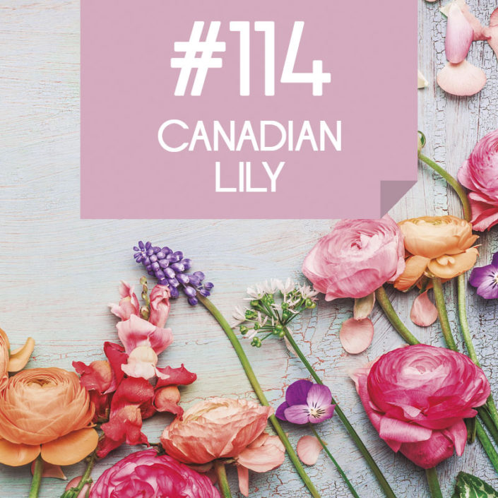 114 Canadian Lily